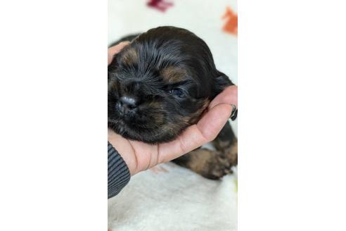 成約済の愛知県のアメリカンコッカースパニエル-359831の12枚目