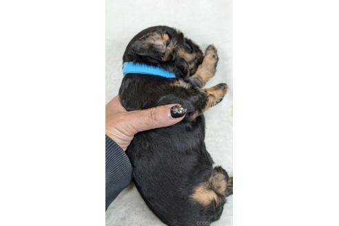 成約済の愛知県のアメリカンコッカースパニエル-359831の10枚目