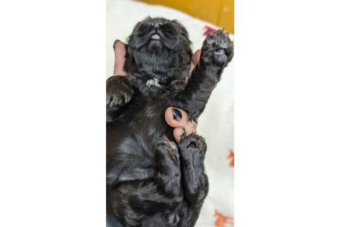 成約済の愛知県のアメリカンコッカースパニエル-359833の14枚目