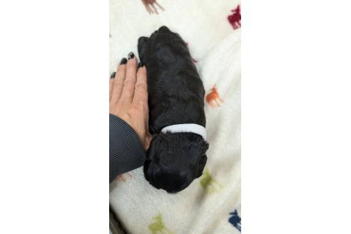 成約済の愛知県のアメリカンコッカースパニエル-359834の18枚目