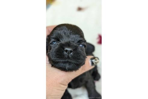 成約済の愛知県のアメリカンコッカースパニエル-359835の1枚目