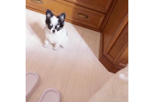 成約済の香川県のチワワ(ロングコート)-344347の1枚目