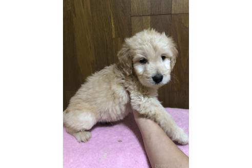 成約済の兵庫県のゴールデンドゥードル:ゴールデンレトリーバー×プードル-358898の4枚目