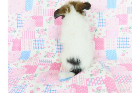 成約済の千葉県のパピヨン-353837の7枚目