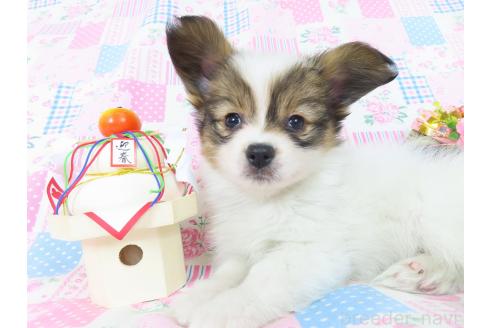 成約済の千葉県のパピヨン-353837の3枚目