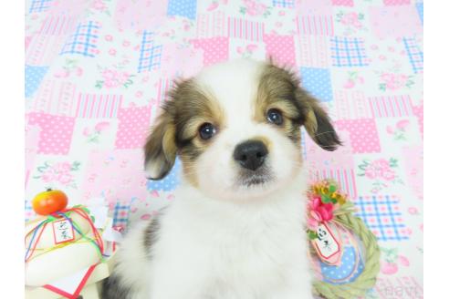 成約済の千葉県のパピヨン-353839の18枚目