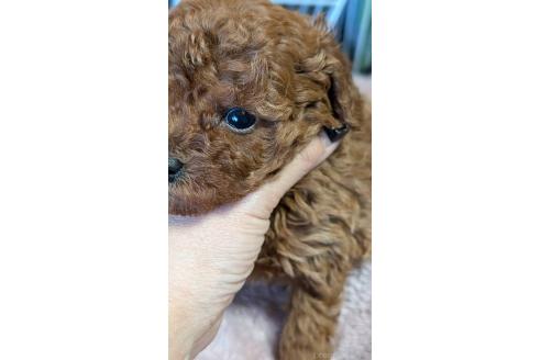 成約済の愛知県のタイニープードル-359884の16枚目
