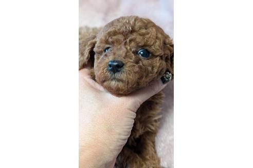 成約済の愛知県のタイニープードル-359884の15枚目
