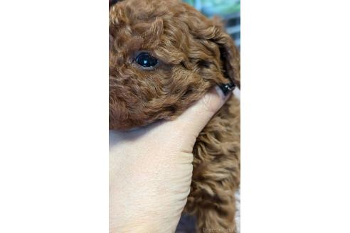 成約済の愛知県のタイニープードル-359884の12枚目