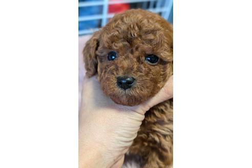 成約済の愛知県のタイニープードル-359884の8枚目