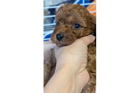 成約済の愛知県のタイニープードル-359888の5枚目
