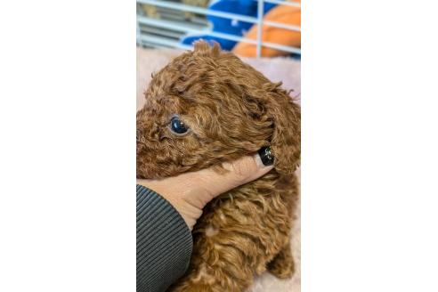 成約済の愛知県のタイニープードル-359890の14枚目