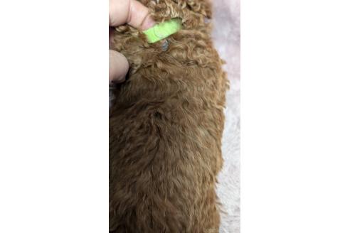 成約済の愛知県のタイニープードル-359890の13枚目