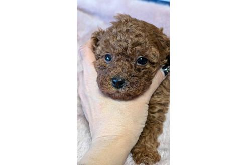 成約済の愛知県のタイニープードル-359890の12枚目
