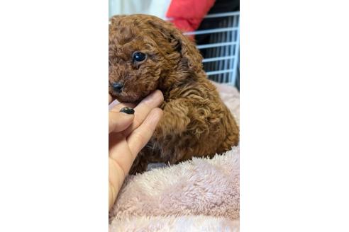 成約済の愛知県のタイニープードル-359890の4枚目