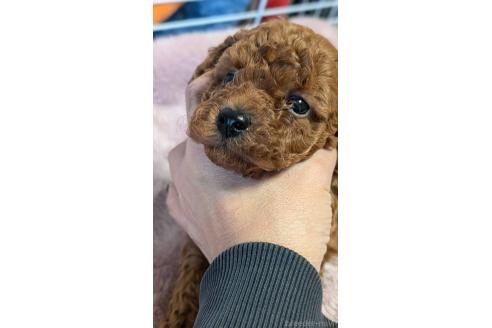 成約済の愛知県のタイニープードル-359892の13枚目