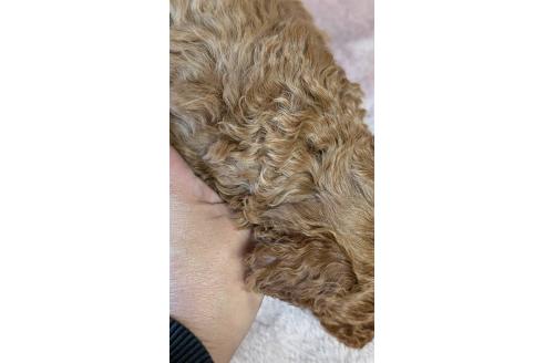 成約済の愛知県のタイニープードル-359892の11枚目