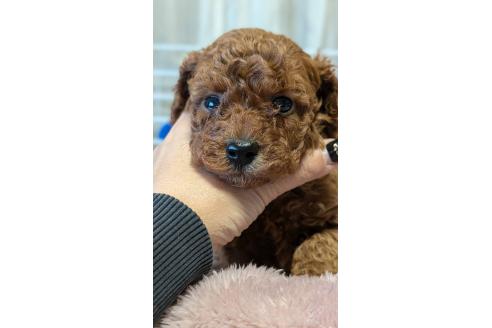 成約済の愛知県のタイニープードル-359892の4枚目