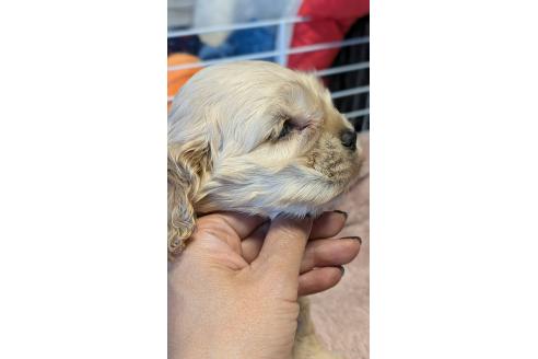 成約済の愛知県のアメリカンコッカースパニエル-359894の8枚目