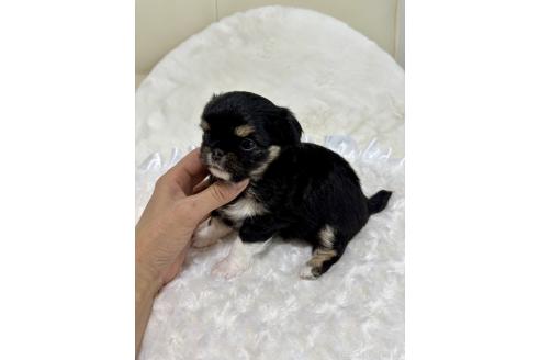成約済の福岡県のチワワ(ロングコート)-359897の5枚目