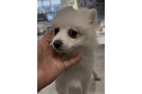 成約済の福岡県のポメラニアン-355915の6枚目
