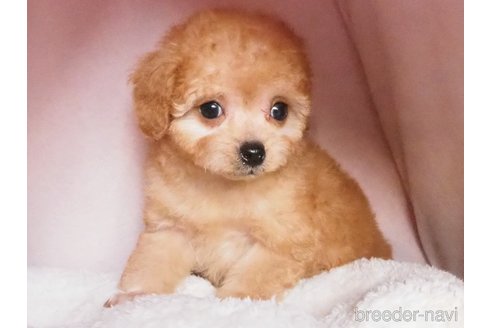成約済の岡山県のミックス犬-359927の3枚目