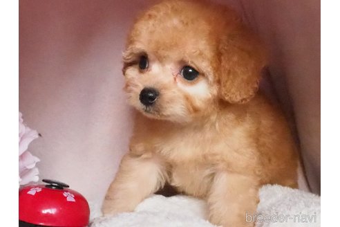 成約済の岡山県のミックス犬-359927の2枚目