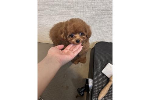 成約済の東京都のティーカッププードル-360013の14枚目