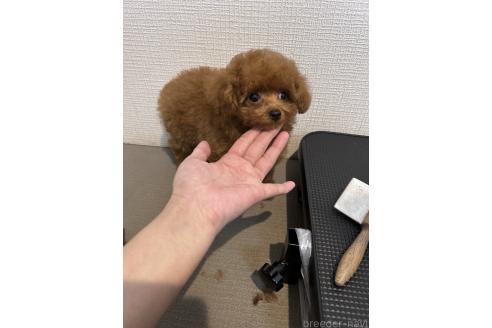 成約済の東京都のティーカッププードル-360013の7枚目