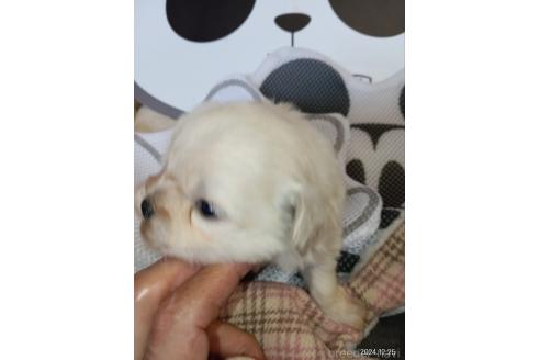 成約済の埼玉県のミックス犬-360018の2枚目
