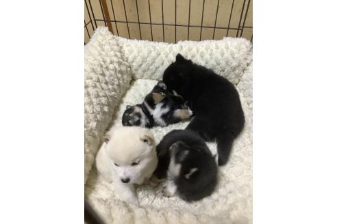 成約済の埼玉県の豆柴-360033の7枚目
