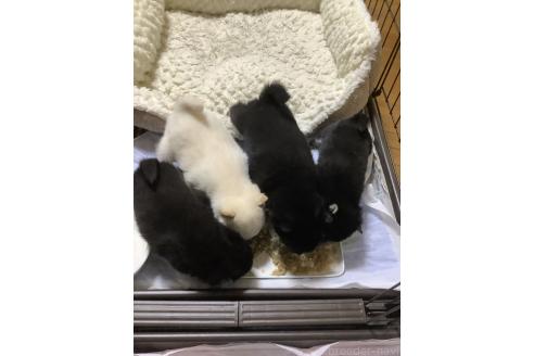 成約済の埼玉県の豆柴-360038の5枚目
