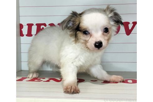 成約済の岐阜県のミックス犬-360061の1枚目