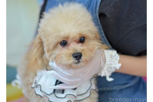 成約済の埼玉県のミックス犬-320152の33枚目