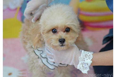 成約済の埼玉県のミックス犬-320152の32枚目