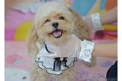 成約済の埼玉県のミックス犬-320152の31枚目