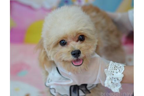 成約済の埼玉県のミックス犬-320152の30枚目