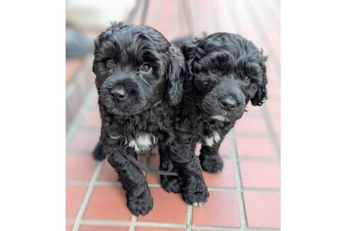 成約済の東京都のその他の犬種-357564の10枚目