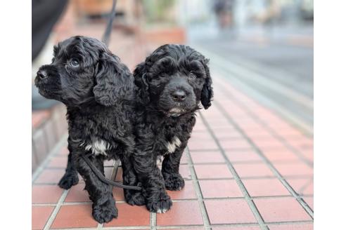 成約済の東京都のその他の犬種-357564の9枚目