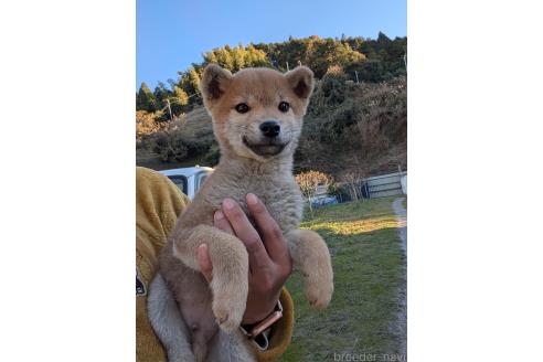 成約済の静岡県の柴犬-341592の1枚目