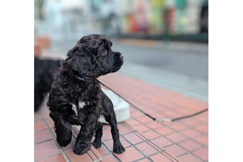 成約済の東京都のその他の犬種-357562の31枚目