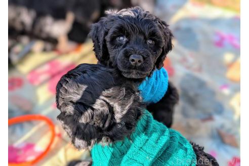 成約済の東京都のその他の犬種-357562の30枚目