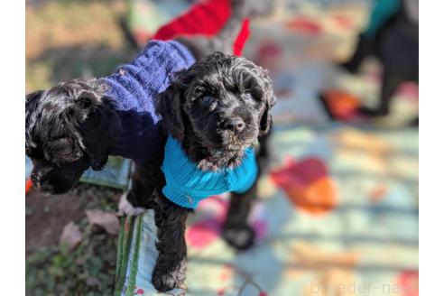 成約済の東京都のその他の犬種-357562の27枚目