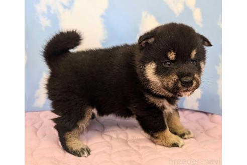 成約済の静岡県の柴犬-360117の4枚目