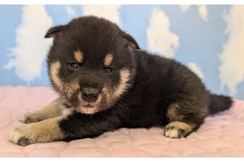 成約済の静岡県の柴犬-360117の3枚目