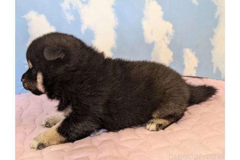 成約済の静岡県の柴犬-360117の2枚目