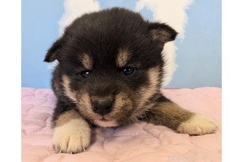 成約済の静岡県の柴犬-360121の1枚目