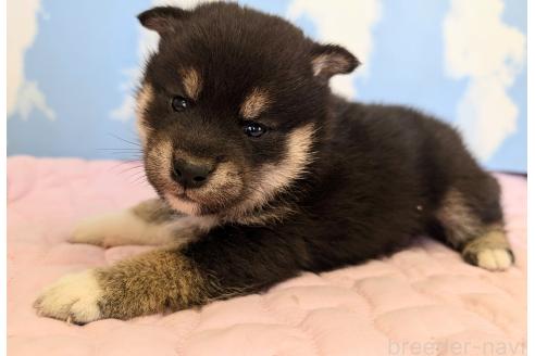 成約済の静岡県の柴犬-360121の4枚目