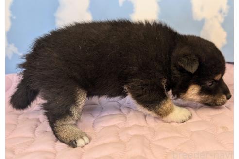 成約済の静岡県の柴犬-360121の3枚目