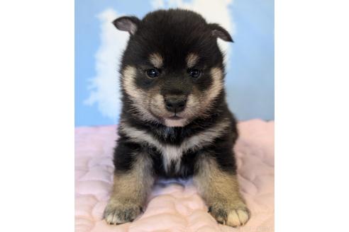 成約済の静岡県の柴犬-360125の1枚目